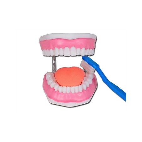 MODELLO IGIENE DENTALE LINEA "VALUE"