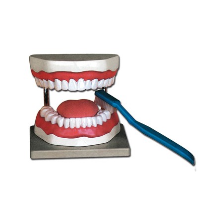 MODELLO IGIENE DENTALE