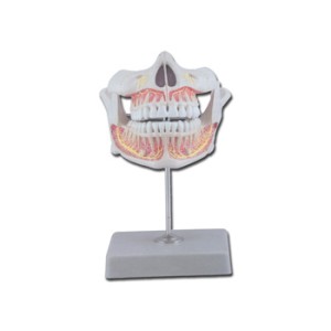 DENTATURA PERMANENTE