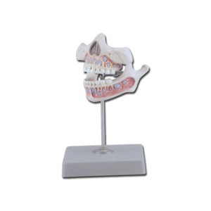 DENTATURA GIOVANILE