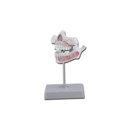 DENTATURA GIOVANILE