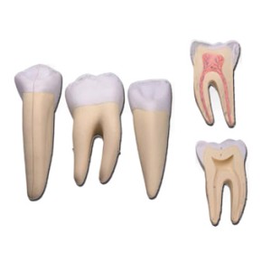 SET 3 DENTI (canino, molare, incisivo)