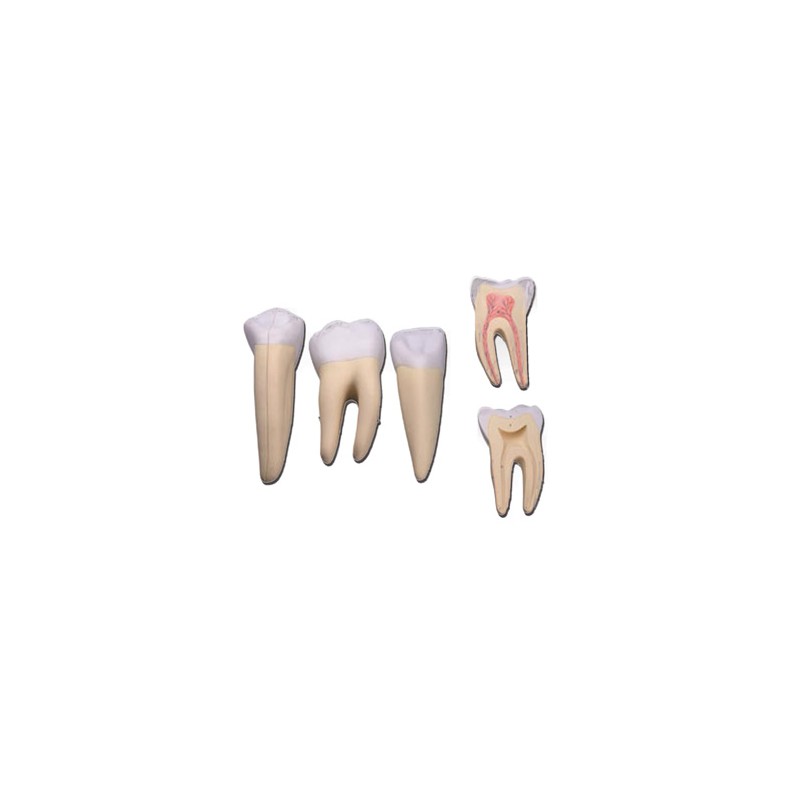 SET 3 DENTI (canino, molare, incisivo)