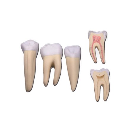 SET 3 DENTI (canino, molare, incisivo)